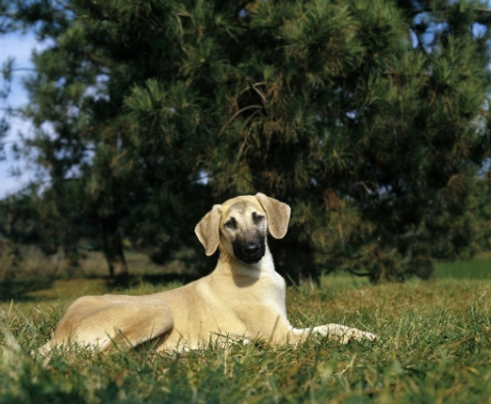 Sloughi Dogs Raza | Datos, Aspectos destacados y Consejos de compra | MundoAnimalia