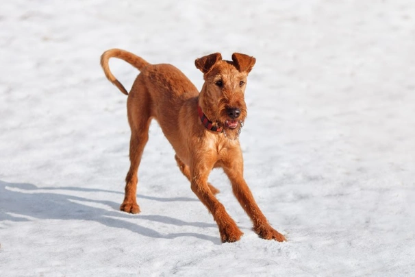 Irish Terrier Dogs Breed - Information, Temperament, Size & Price | Pets4Homes