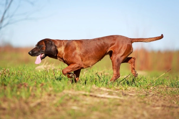 Sabueso de Sangre de Baviera Dogs Raza | Datos, Aspectos destacados y Consejos de compra | MundoAnimalia