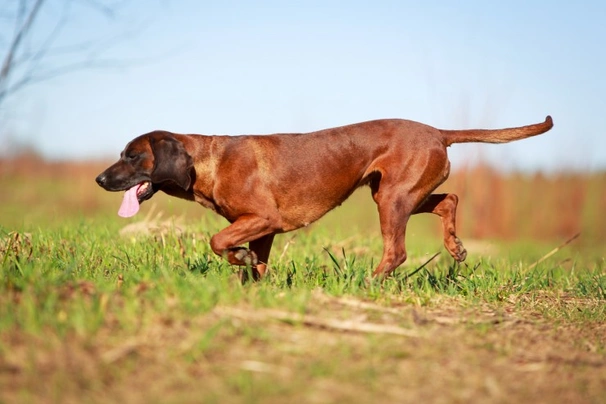 Bavarian mountain sales hound pup