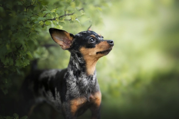 Pražský krysařík Dogs Informace - velikost, povaha, délka života & cena | iFauna