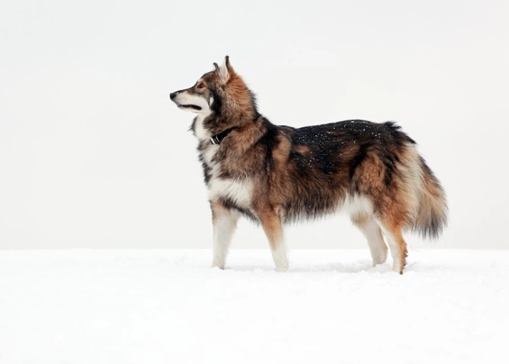Utonagan Dogs Breed | Facts, Information and Advice | Pets4Homes