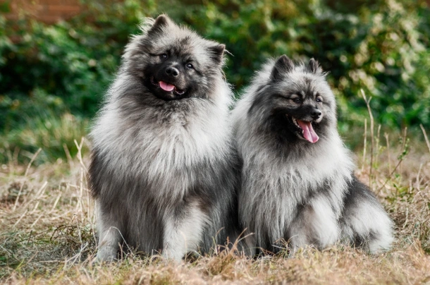 Keeshond apartment store