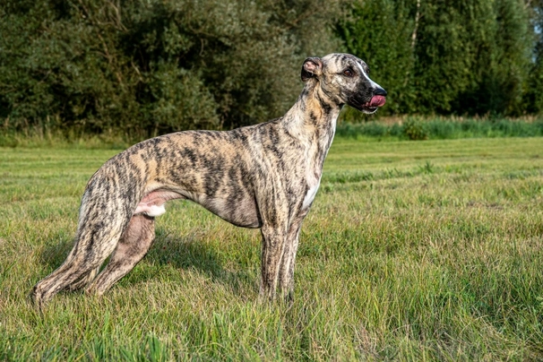 Whippet Dogs Breed - Information, Temperament, Size & Price | Pets4Homes