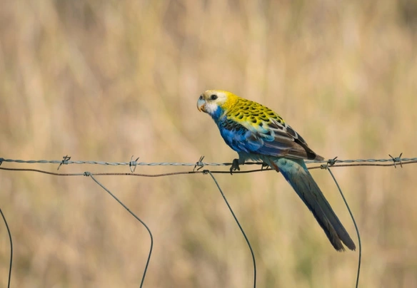 Rosela žlutohlavá Birds Informace - velikost, povaha, délka života & cena | iFauna