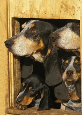 Basset Bleu de Gascogne Dogs Ras: Karakter, Levensduur & Prijs | Puppyplaats