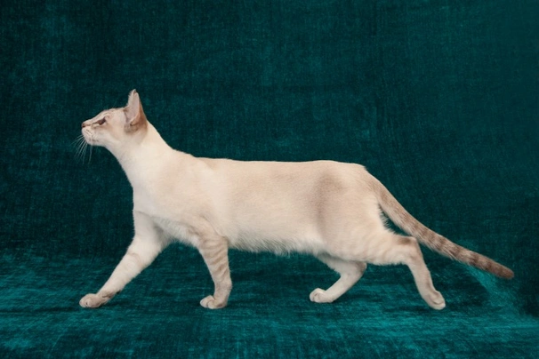 Tonkinese Cats Breed | Facts, Information and Advice | Pets4Homes