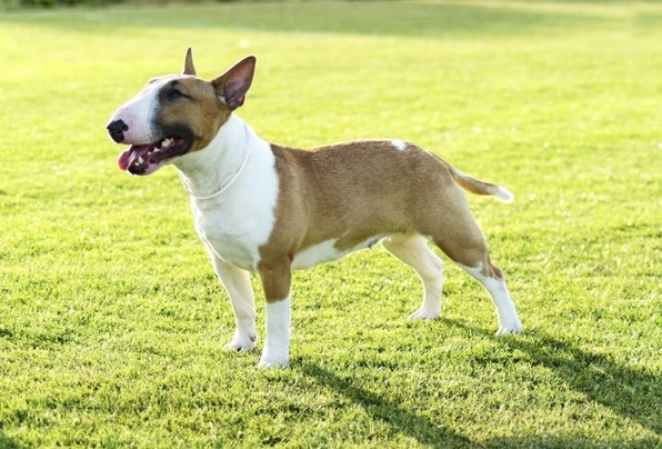 Tricolour english bull sales terrier