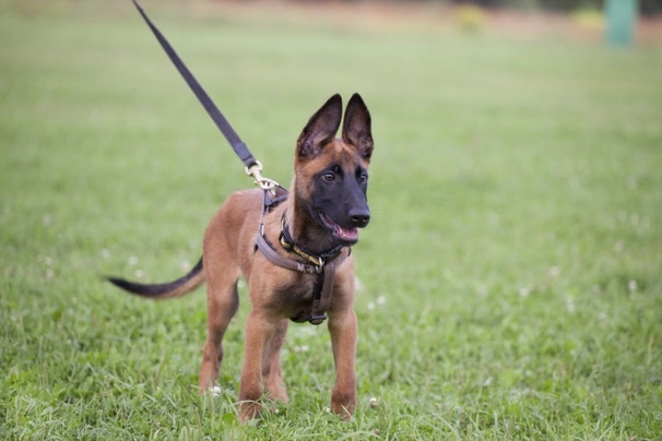 Belgian malinois hot sale price