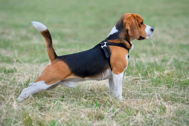 Beagle Dogs Breed Information Temperament Size Price