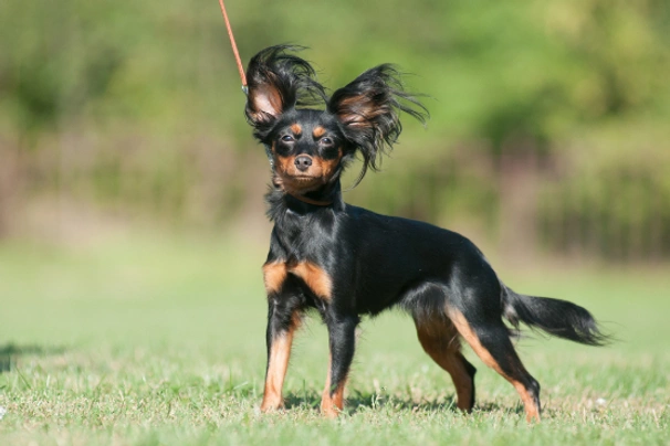 Russian Toy Terrier Dogs Breed Information Temperament Size