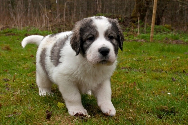 Pyrenejský mastin Dogs Plemeno / Druh: Povaha, Délka života & Cena | iFauna