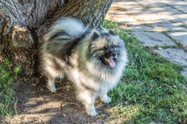 Keeshond cena hot sale