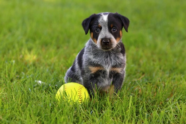 Miniature australian blue store heeler