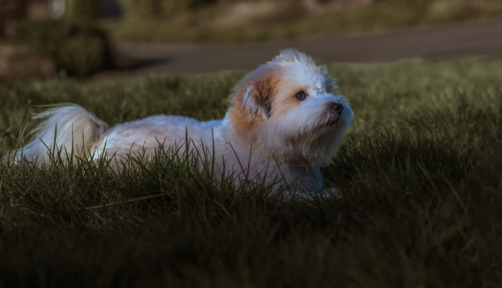 Coton de Tuléar Dogs Ras: Karakter, Levensduur & Prijs | Puppyplaats