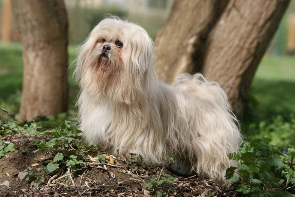 Lhasa apso hot sale dog price