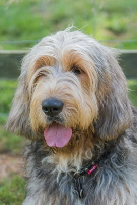 Otterhound puppies sale for sale price