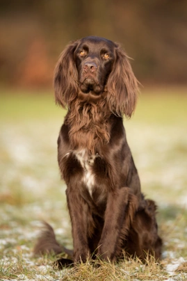 Longhaired store pointer dog