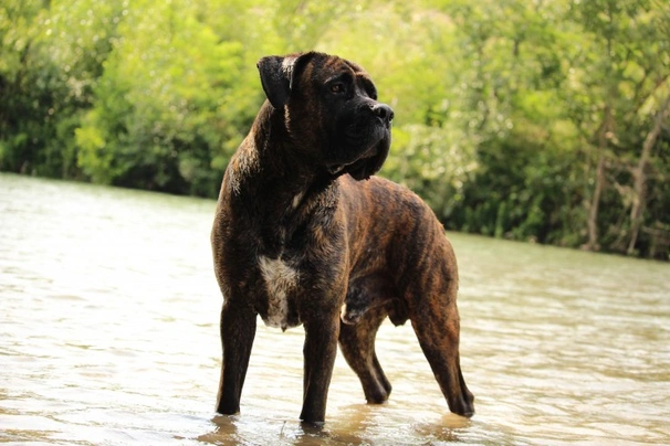 Cane Corso Dogs Ras: Karakter, Levensduur & Prijs | Puppyplaats