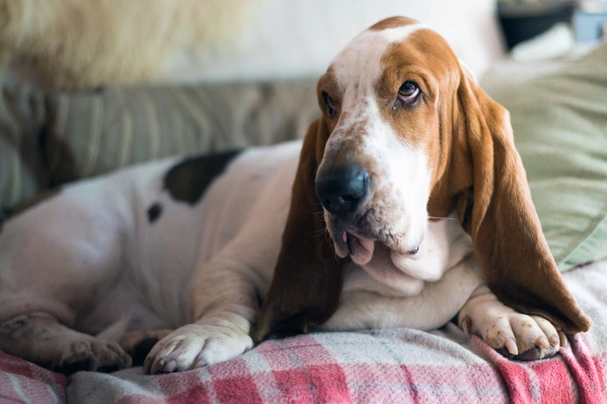 cuanto debe comer un basset hound al dia