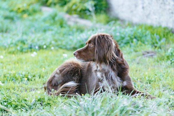 Malý münsterlandský ohař Dogs Informace - velikost, povaha, délka života & cena | iFauna