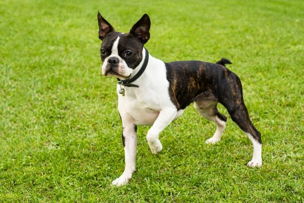 Boston Terrier Dogs Raza - Características, Fotos & Precio | MundoAnimalia