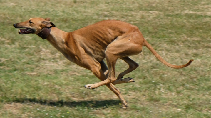 Greyhound Dogs Plemeno / Druh: Povaha, Délka života & Cena | iFauna