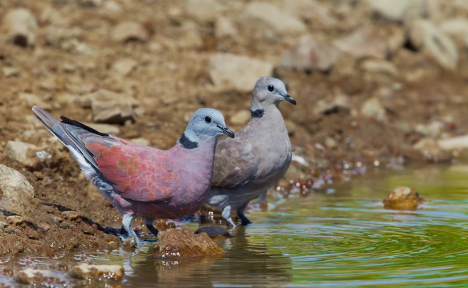 Hrdlička jihoasijská Birds Plemeno / Druh: Povaha, Délka života & Cena | iFauna
