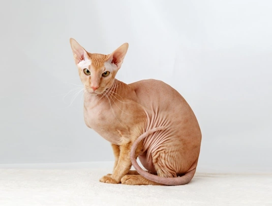 Peterbald breeders best sale