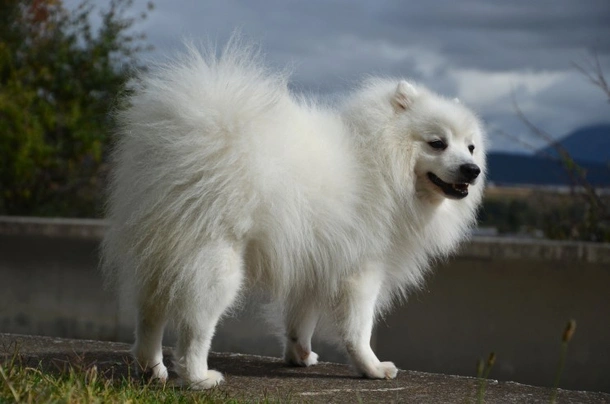 Half chow chow 2024 half japanese spitz