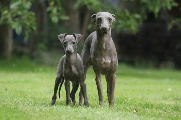 Italský chrtík Dogs Informace - velikost, povaha, délka života & cena | iFauna