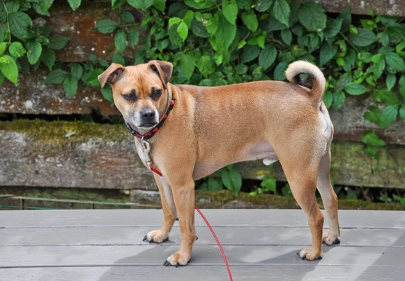 Puggle Dogs Breed | Facts, Information and Advice | Pets4Homes