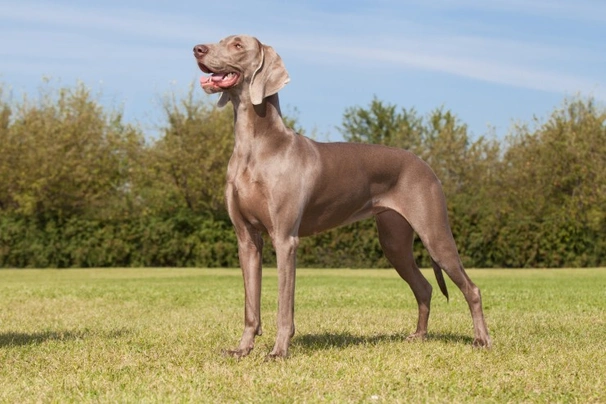 Weimaraner Dogs Raza - Características, Fotos & Precio | MundoAnimalia