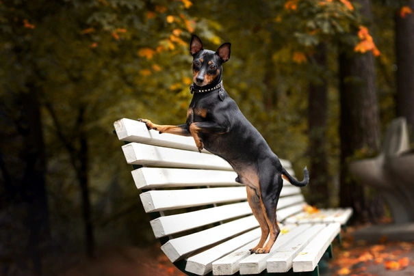 Miniature Pinscher Dogs Breed - Information, Temperament, Size & Price | Pets4Homes