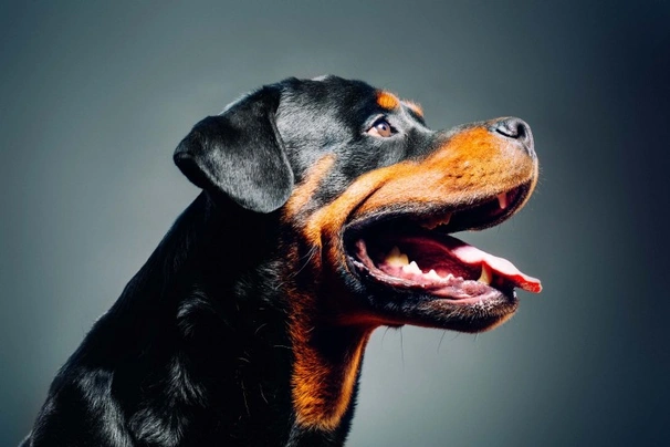 Rottweiler Dogs Breed - Information, Temperament, Size & Price | Pets4Homes