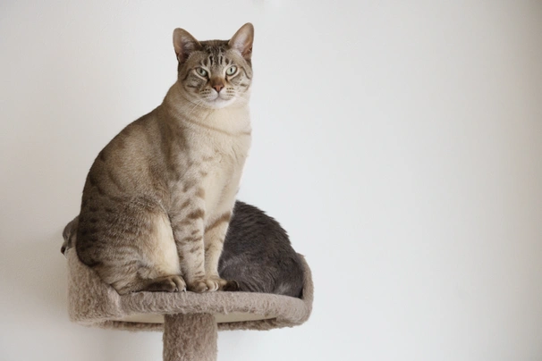 Australian Mist Cats Raza | Datos, Aspectos destacados y Consejos de compra | MundoAnimalia