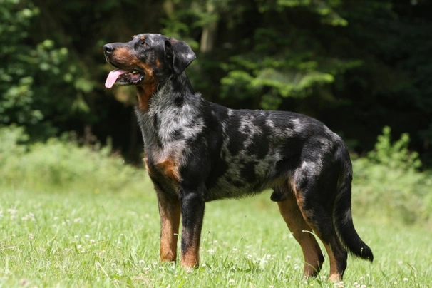 Beauceron Dogs Informace - velikost, povaha, délka života & cena | iFauna