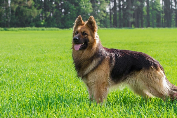 German Shepherd Dogs Breed - Information, Temperament, Size & Price | Pets4Homes