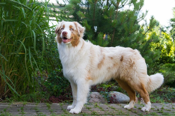 Australian shepherd naturally bobbed sales tail