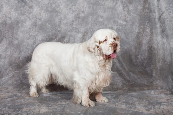 Clumber Spaniel Dogs Breed | Facts, Information and Advice | Pets4Homes