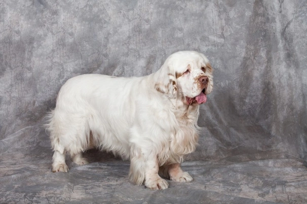 Clumber Spaniel Dogs Raza - Características, Fotos & Precio | MundoAnimalia