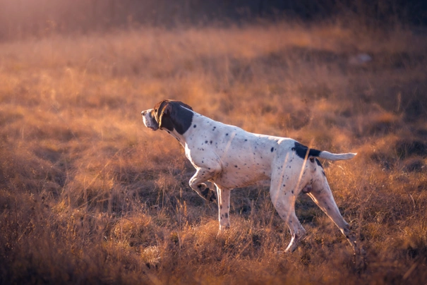 Německý krátkosrstý ohař Dogs Informace - velikost, povaha, délka života & cena | iFauna