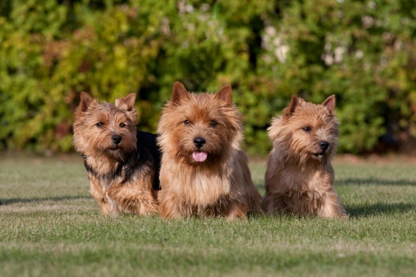 Norwich Terrier Dogs Raza - Características, Fotos & Precio | MundoAnimalia