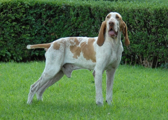 Bracco Italiano Dogs Breed - Information, Temperament, Size & Price | Pets4Homes