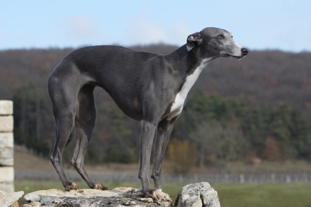 Whippet Dogs Razza - Prezzo, Temperamento & Foto | AnnunciAnimali