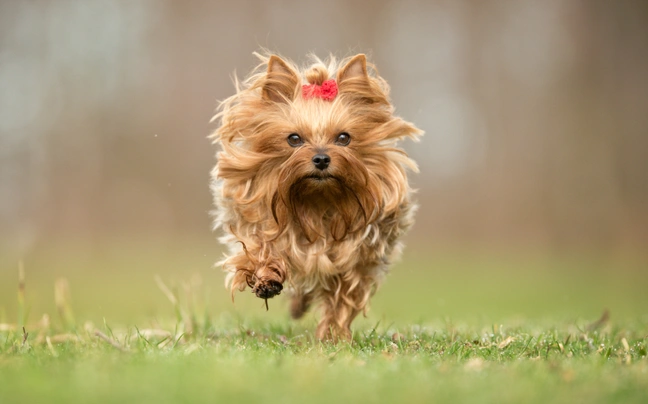 Yorkshire Terrier Dogs Razza - Prezzo, Temperamento & Foto | AnnunciAnimali