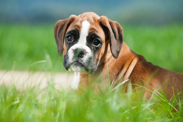 Boxer Dogs Breed - Information, Temperament, Size & Price | Pets4Homes