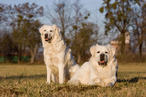 Slovensky Cuvac Dogs Ras: Karakter, Levensduur & Prijs | Puppyplaats