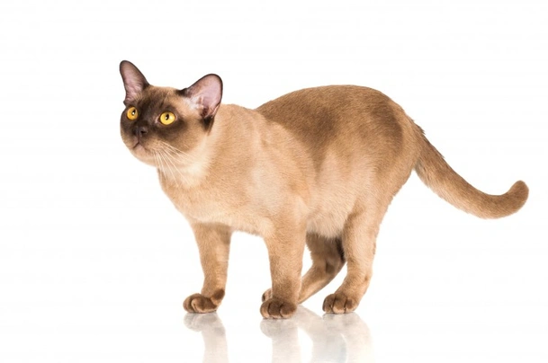 Barmská kočka Cats Informace - velikost, povaha, délka života & cena | iFauna