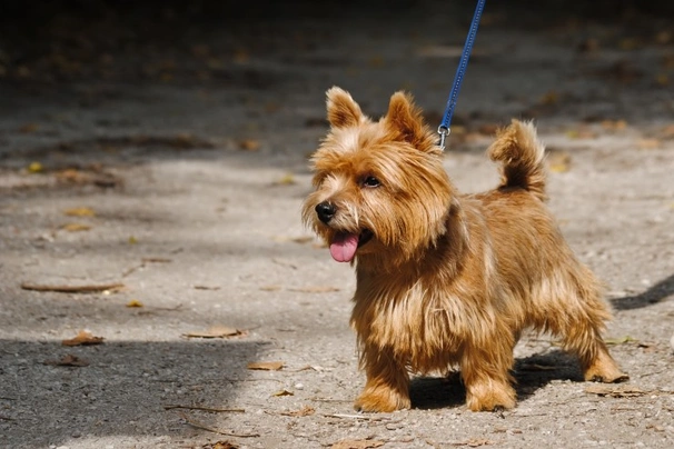 Norwich terriers best sale near me